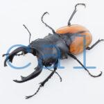 Odontolabis.cuvera.sinensisD Savannakhet S2