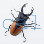 Odontolabis.cuvera.sinensisD Savannakhet S2