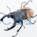 Odontolabis.cuvera.sinensisD Savannakhet S2