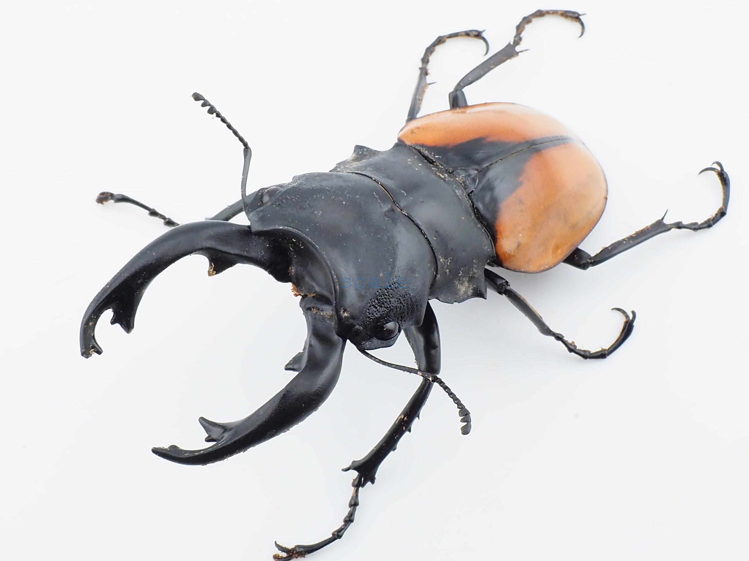 Odontolabis.cuvera.sinensisD Savannakhet S2