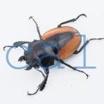 Odontolabis.cuvera.sinensisD Savannakhet S2