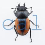 Odontolabis.cuvera.sinensisD Savannakhet S2