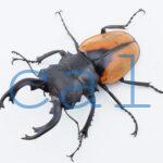 Odontolabis.cuvera.sinensisD Savannakhet S3