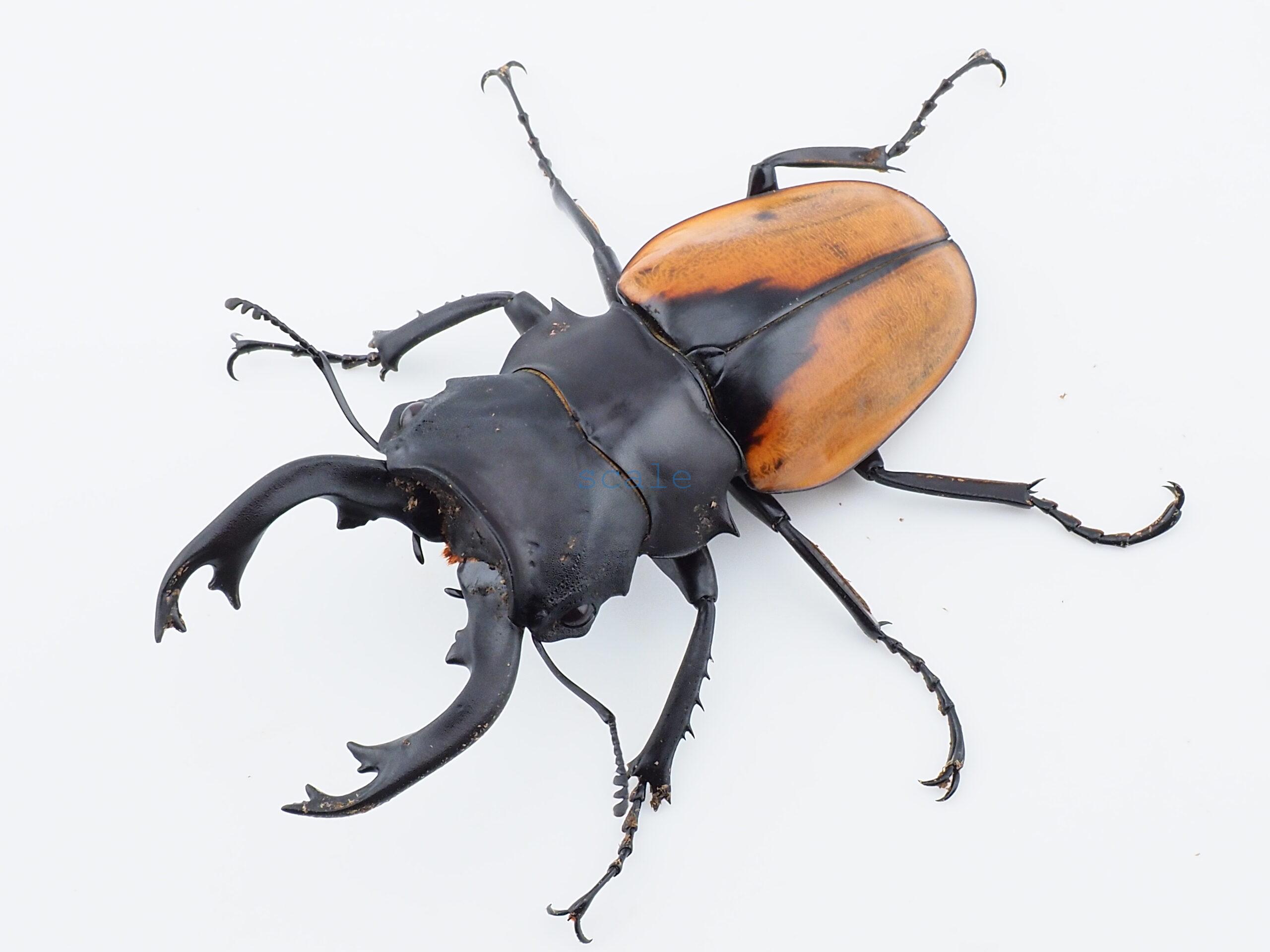 Odontolabis.cuvera.sinensisD Savannakhet S3