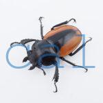 Odontolabis.cuvera.sinensisD Savannakhet S3