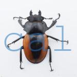 Odontolabis.cuvera.sinensisD Savannakhet S3