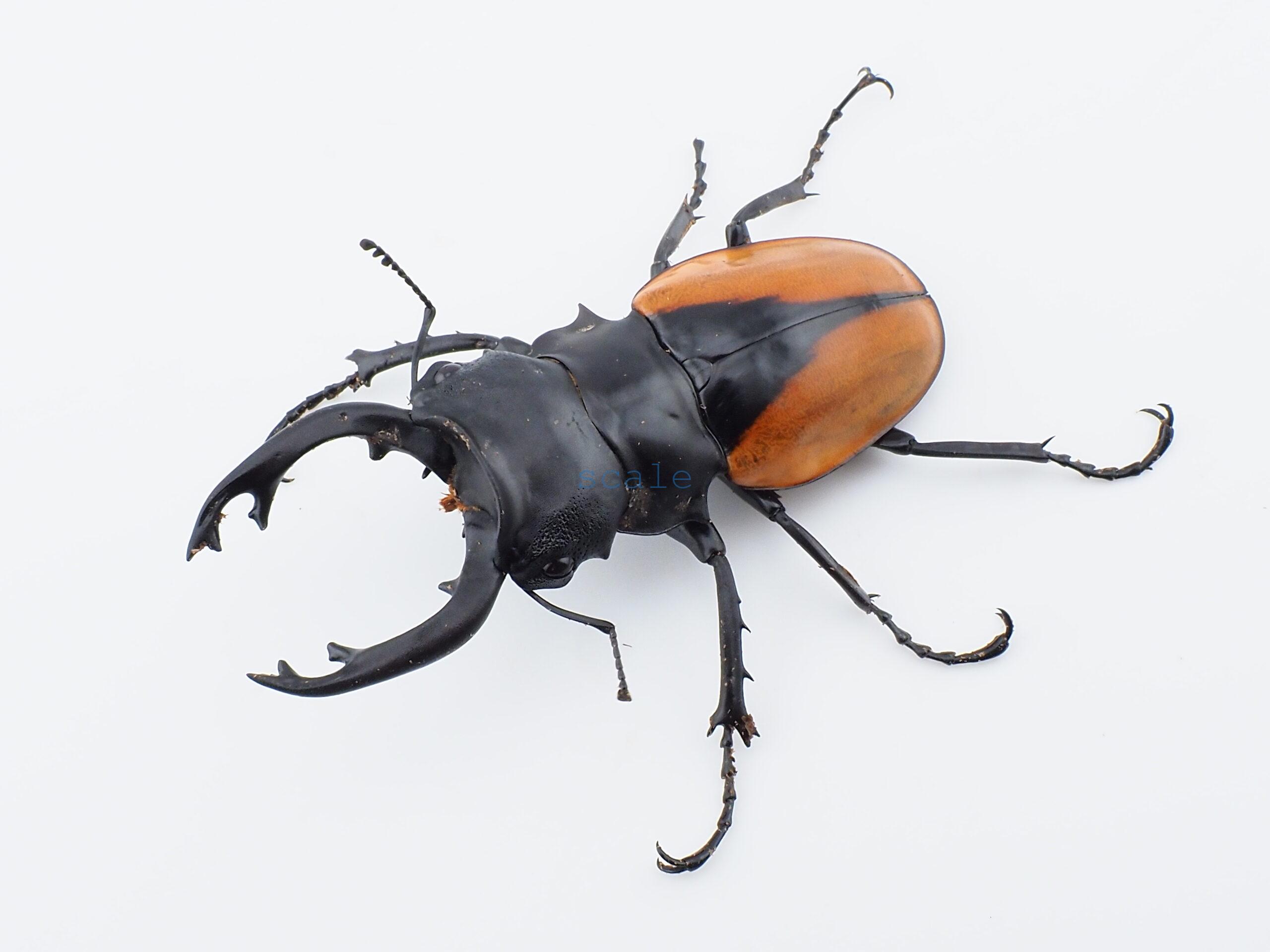 Odontolabis.cuvera.sinensisD Savannakhet S6