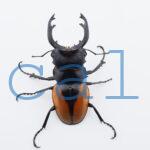 Odontolabis.cuvera.sinensisD Savannakhet S6