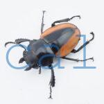 Odontolabis.cuvera.sinensisD Savannakhet S6