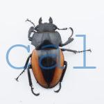 Odontolabis.cuvera.sinensisD Savannakhet S6