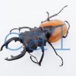 Odontolabis.cuvera.sinensisD Savannakhet S7