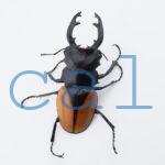 Odontolabis.cuvera.sinensisD Savannakhet S7