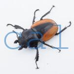 Odontolabis.cuvera.sinensisD Savannakhet S7