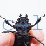 Odontolabis.cuvera.sinensisD Savannakhet S7