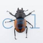 Odontolabis.cuvera.sinensisD Savannakhet S7