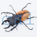 Odontolabis.cuvera.sinensisD Savannakhet S8