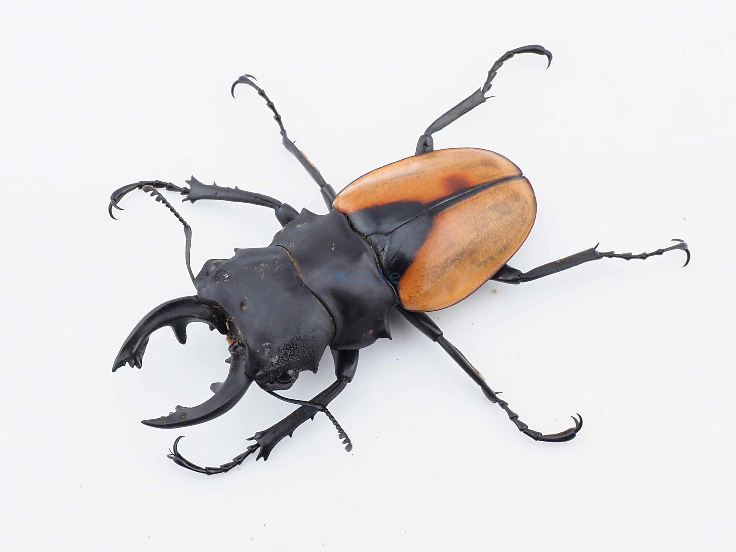 Odontolabis.cuvera.sinensisD Savannakhet S8