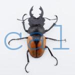 Odontolabis.cuvera.sinensisD Savannakhet S8