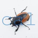 Odontolabis.cuvera.sinensisD Savannakhet S8