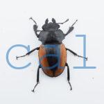 Odontolabis.cuvera.sinensisD Savannakhet S8