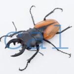 Odontolabis.cuvera.sinensisD Savannakhet S9