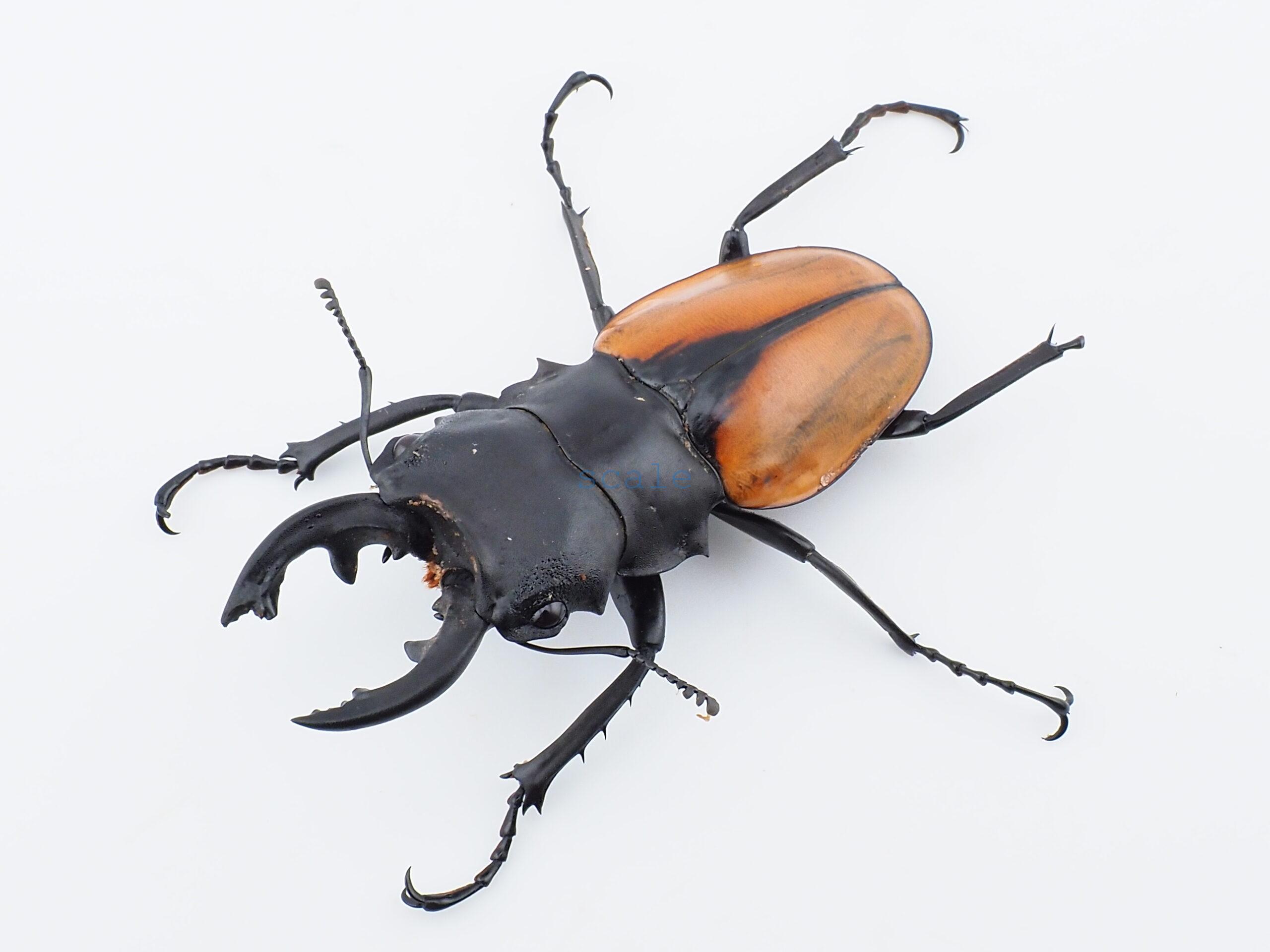 Odontolabis.cuvera.sinensisD Savannakhet S9