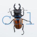 Odontolabis.cuvera.sinensisD Savannakhet S9