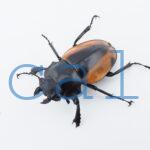 Odontolabis.cuvera.sinensisD Savannakhet S9