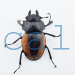 Odontolabis.cuvera.sinensisD Savannakhet S9