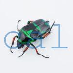 Heterorrhina macleayi ssp. (suturalis?)