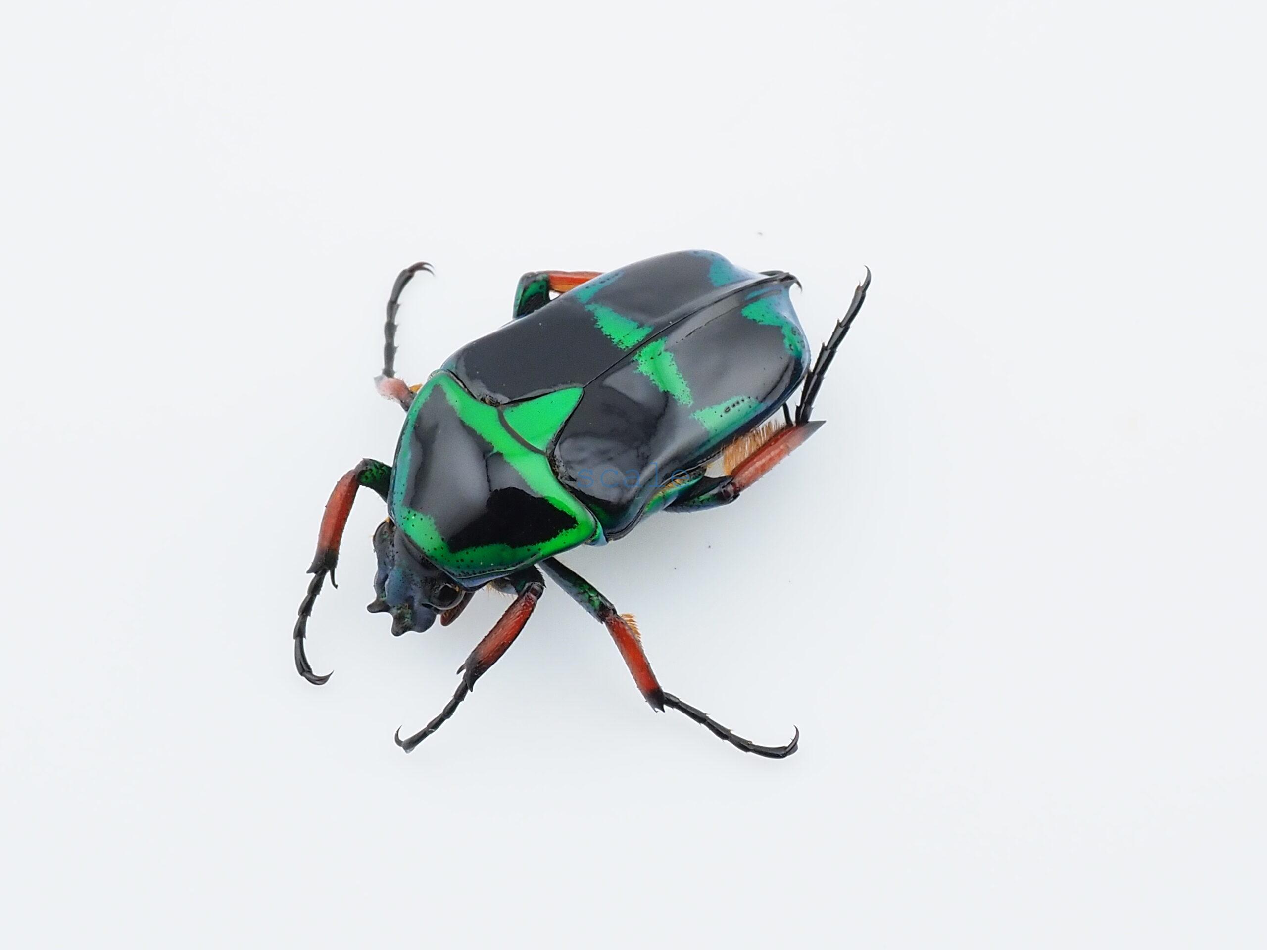 Heterorrhina macleayi ssp. (suturalis?)