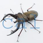 Lucanus cheni1