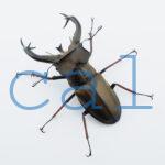 Lucanus cheni1