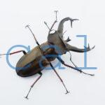 Lucanus cheni1