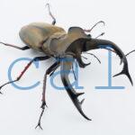 Lucanus cheni1