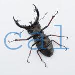 Lucanus cheni1