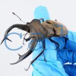 Lucanus cheni1