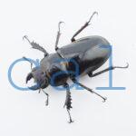 Lucanus cheni1