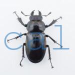 Lucanus cheni1