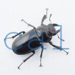 Lucanus cheni1