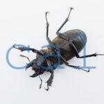Lucanus cheni1