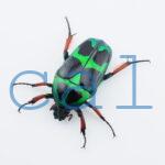 Heterorrhina macleayi ssp. (suturalis?)