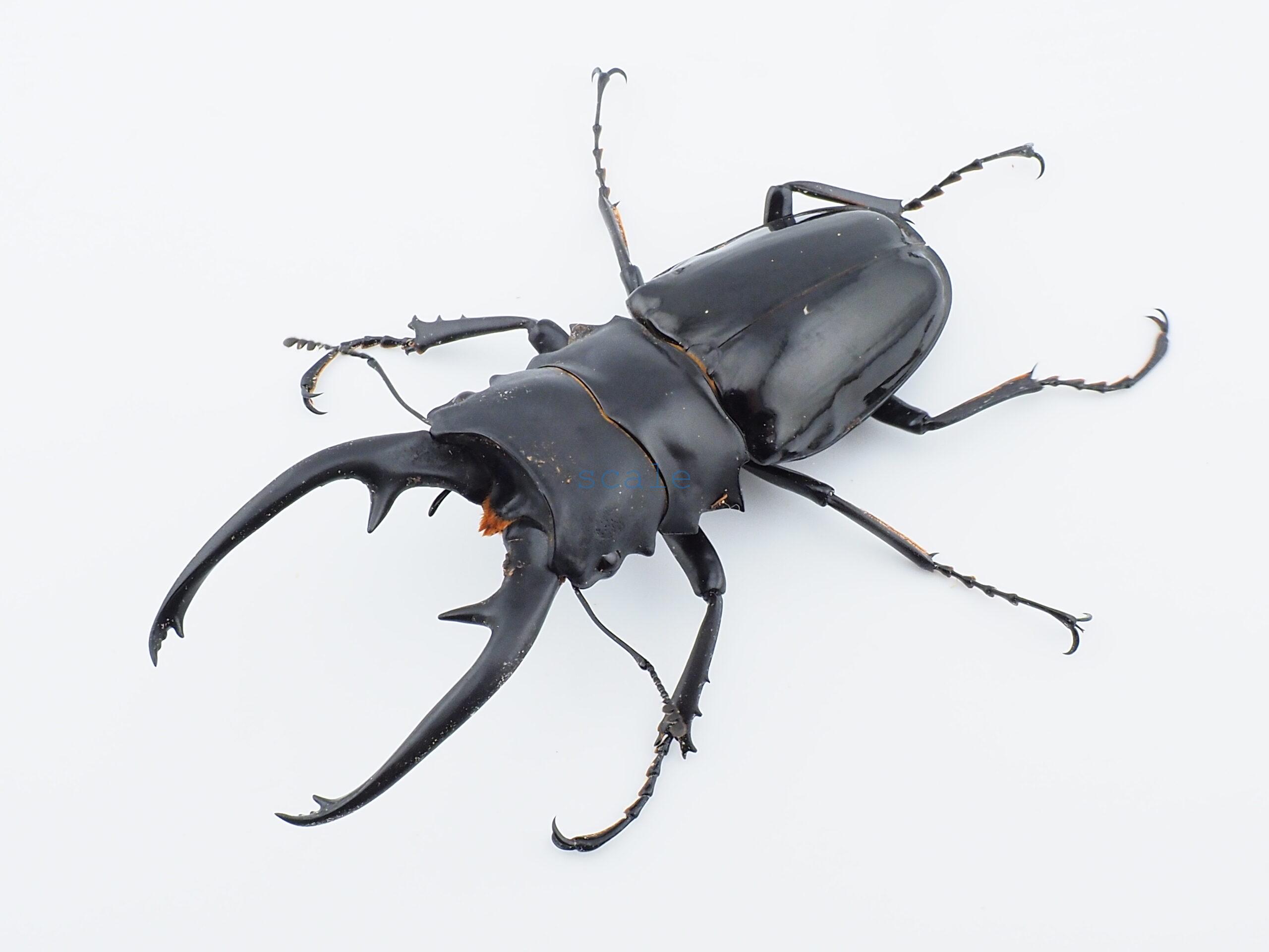 Odontolabis dalmanni intermediaN