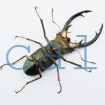 Cyclommatus elaphus1