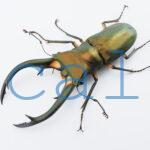 Cyclommatus elaphus1