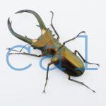 Cyclommatus elaphus1