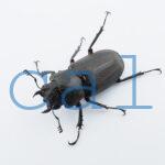 Cyclommatus elaphus1