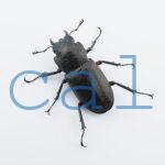 Cyclommatus elaphus1