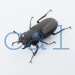 Cyclommatus elaphus1