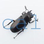 Cyclommatus elaphus1